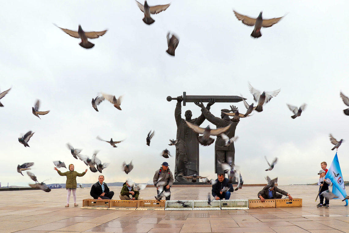 фото голуби у Тыл-Фронту