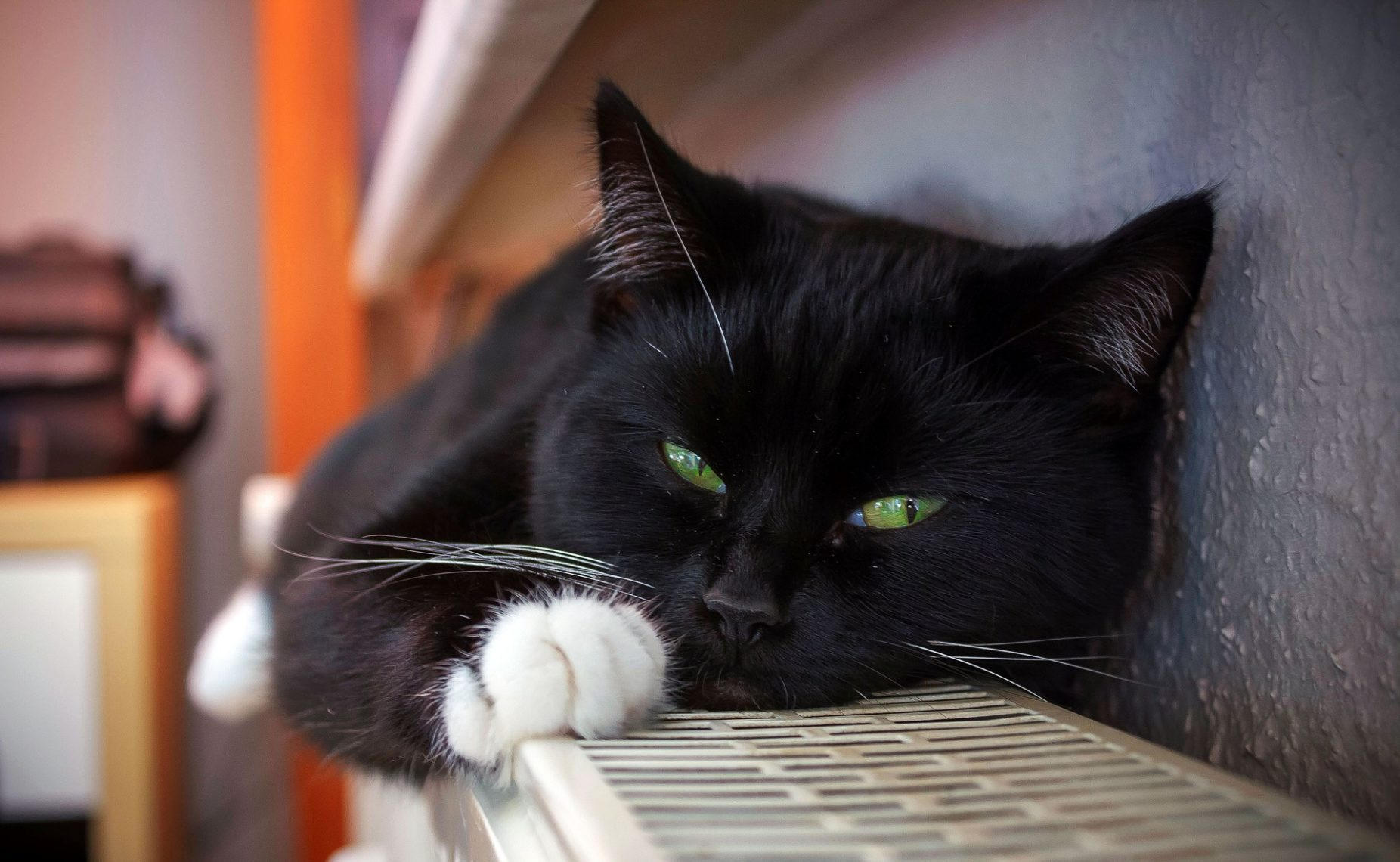 Мифы и правда о черных кошках. Как наука объясняет необычные способности  этих животных | Магнитогорск