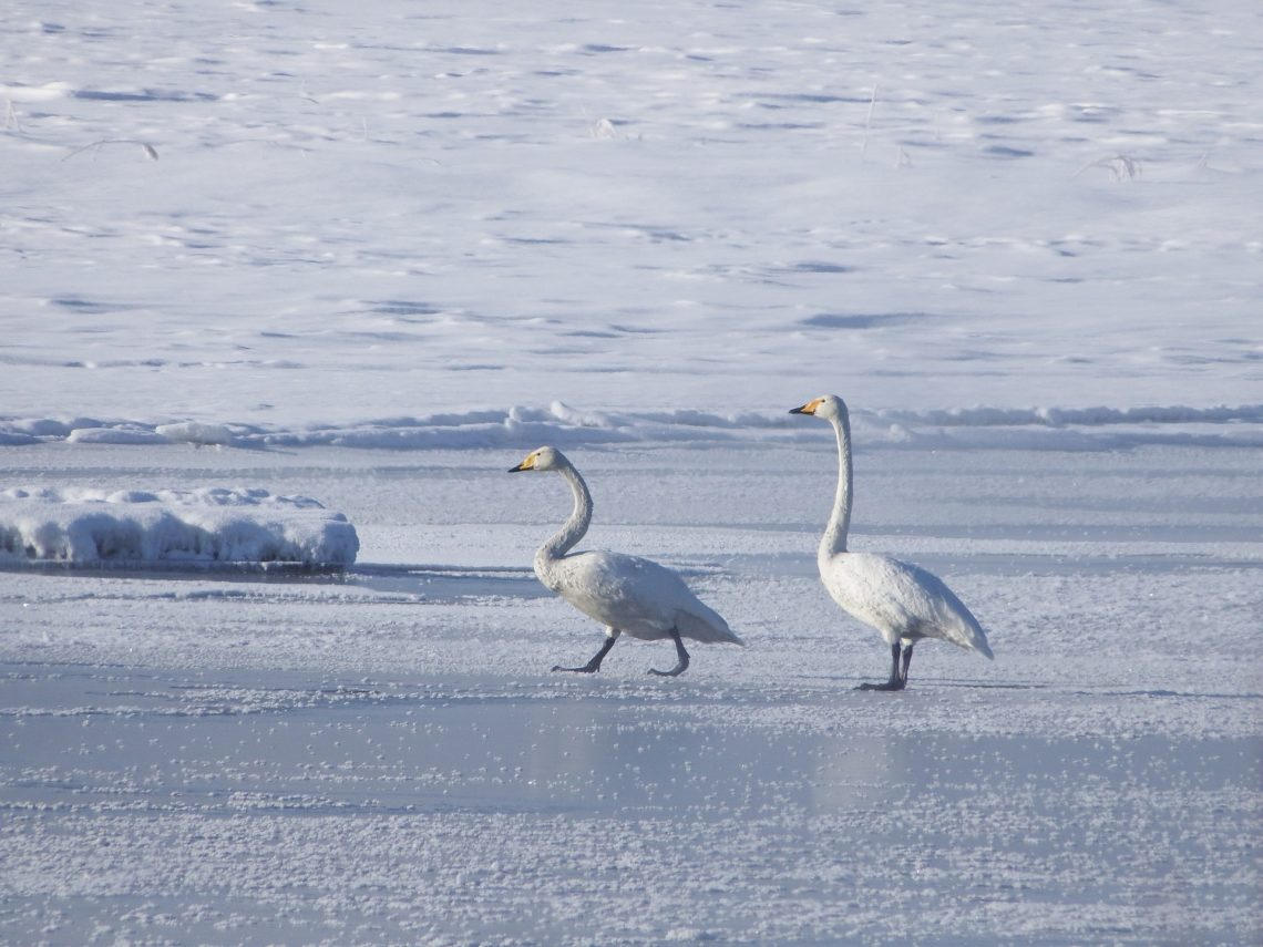 В Челябинской области спасли замерзающего лебедя