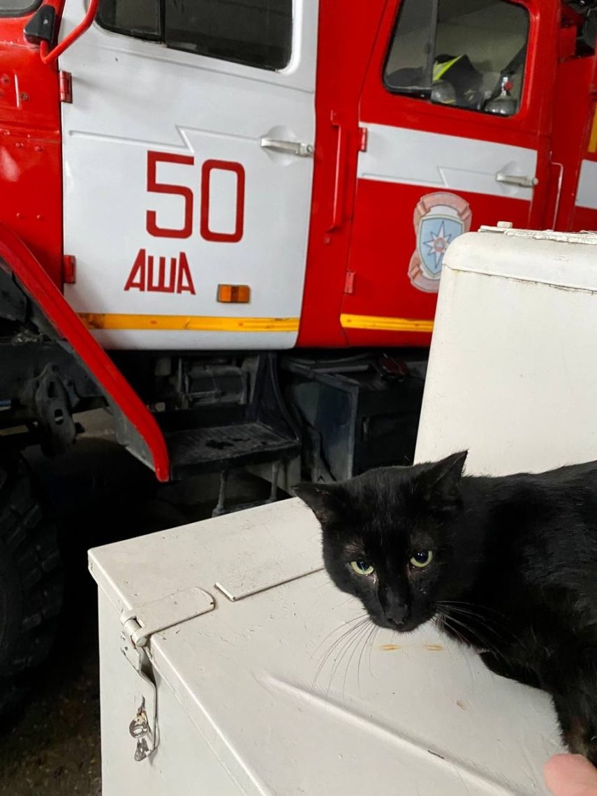 Кошки в МЧС. Про хвостатых «сотрудников» рассказали южноуральские пожарные