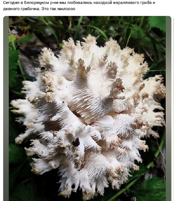 Есть и белый, и редкий коралловый. Магнитогорцы ведрами собирают грибы
