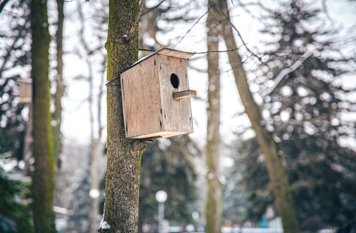 Wooden feeder-house for birds in the forest on a tree on a blurred background, copy space.