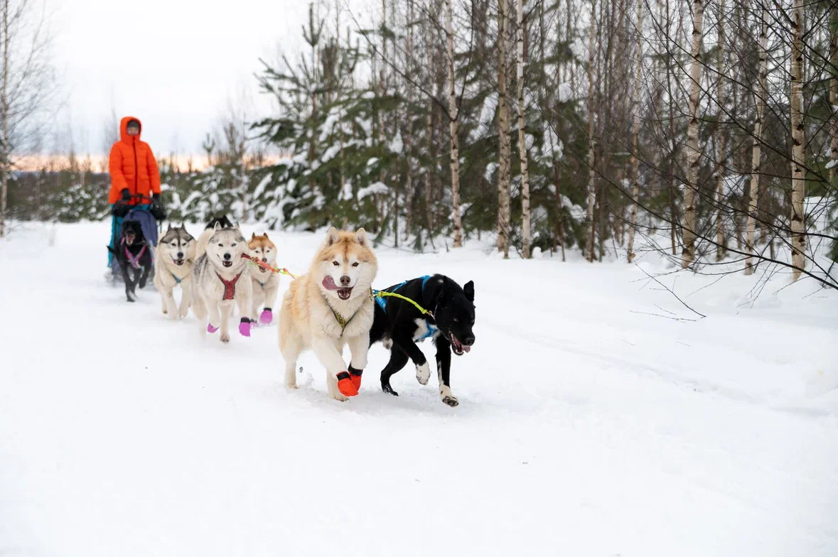 Хозяйка «снежных» псов. Жительница Магнитогорска совершенствуется в гонках на собачьих упряжках