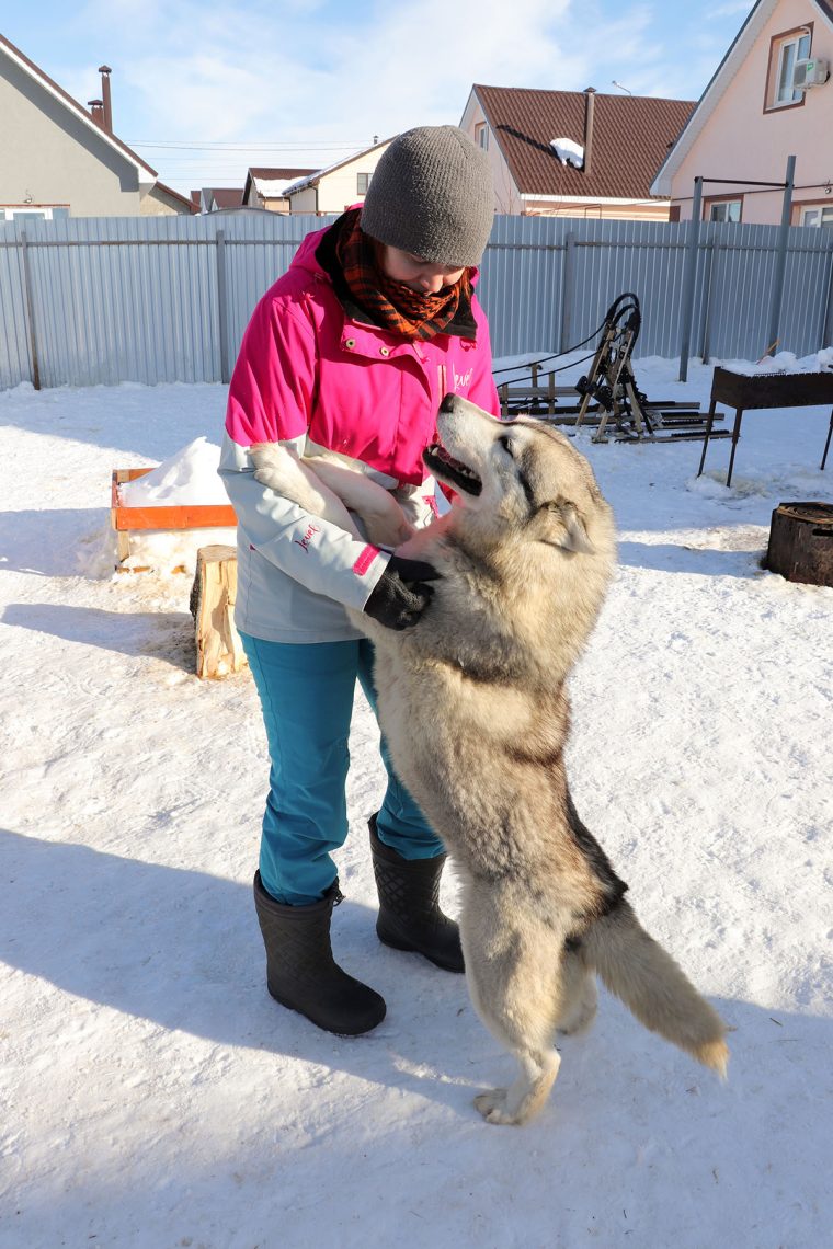 Хозяйка «снежных» псов. Жительница Магнитогорска совершенствуется в гонках на собачьих упряжках