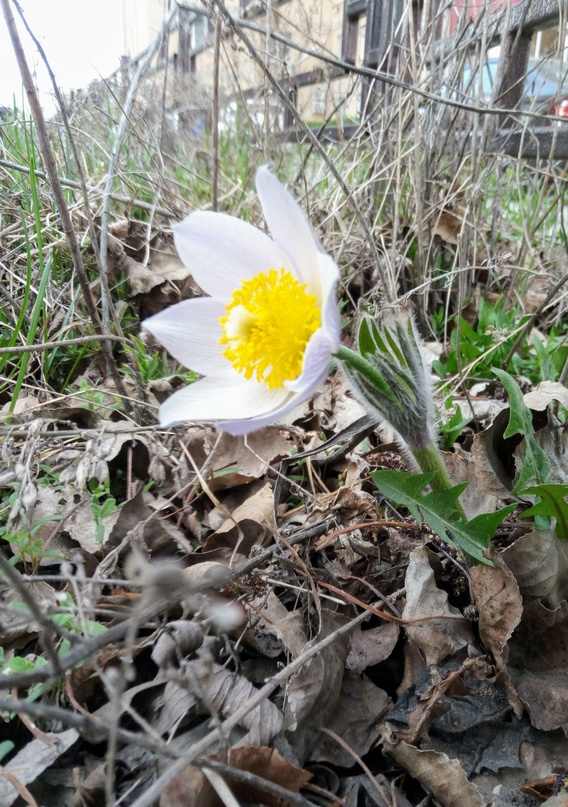 Редкий цветок: сон-трава проснулась в Магнитогорске