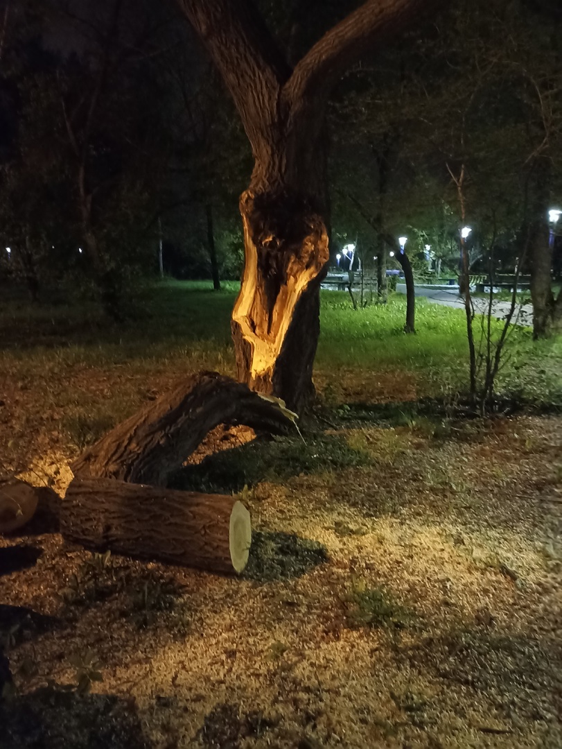 На ребёнка во время бури упало дерево в Магнитогорске