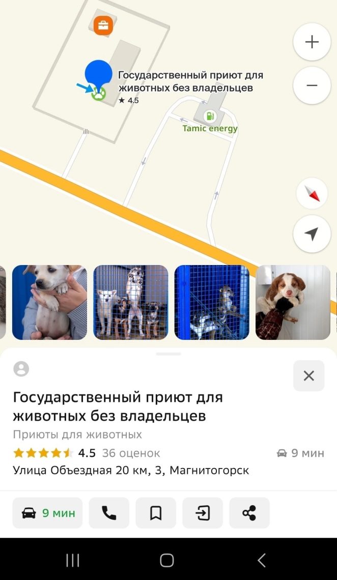 Собаки ждут своего человека: приют под Магнитогорском приглашает на День открытых дверей