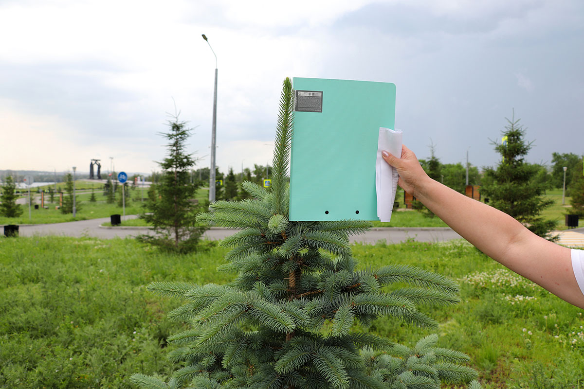 Как следят за молодыми деревьями и кустарниками в Магнитогорске