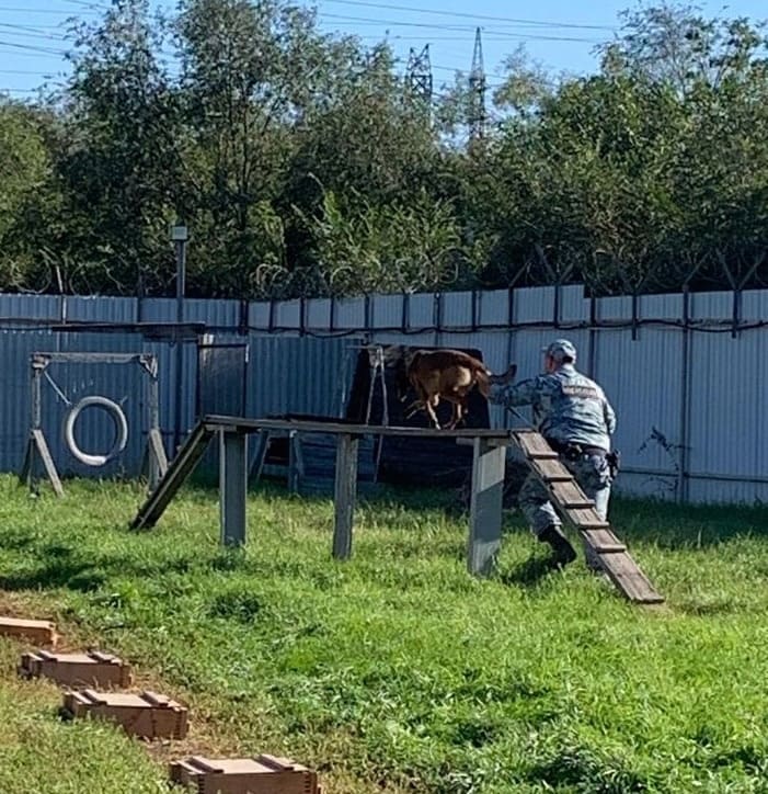 Кинологи Магнитки провели экскурсию для юных коллег