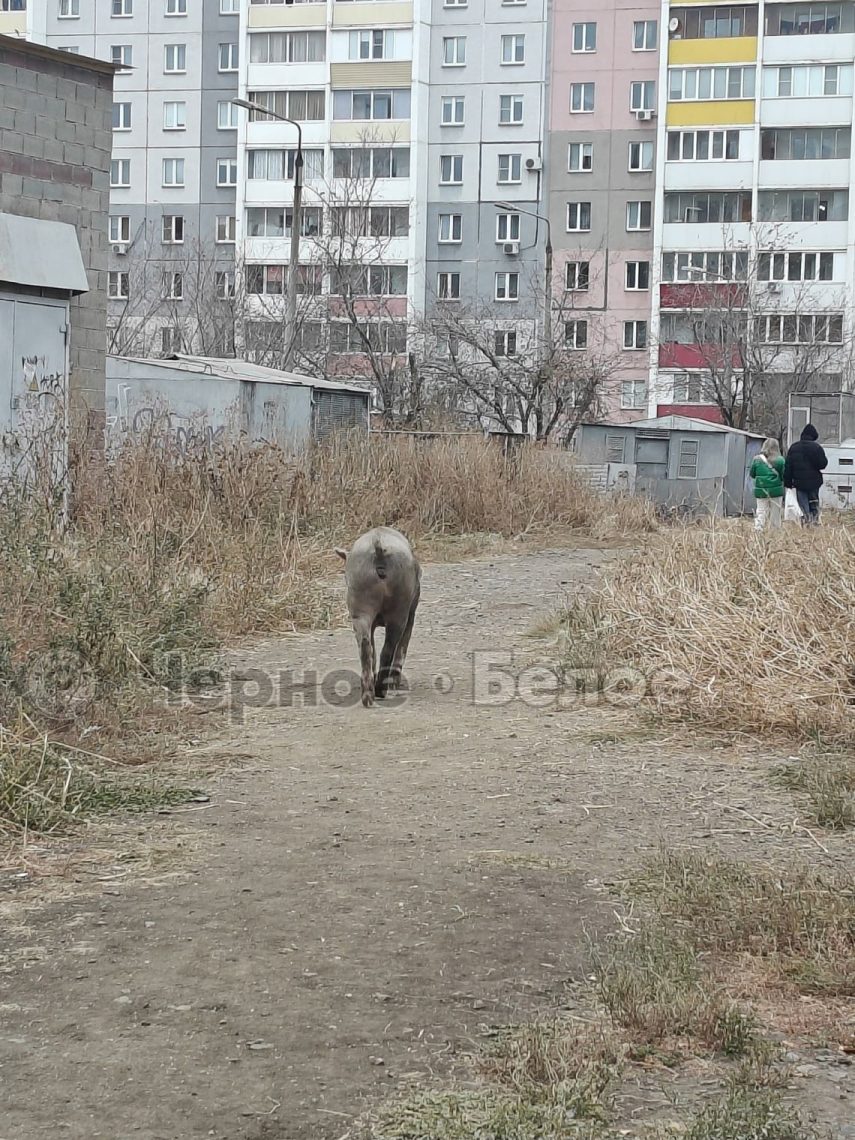 Свиньи замечены на детской площадке в Магнитогорске